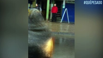 El tráfico se volvió realmente ‘pesado’ con la presencia de este león marino en una carretera