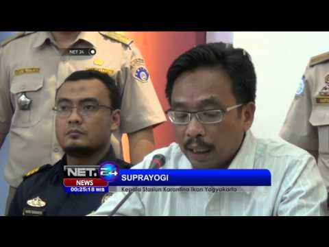 Penyelundupan Lobster Senilai 5 Miliar Digagalkan - NET24