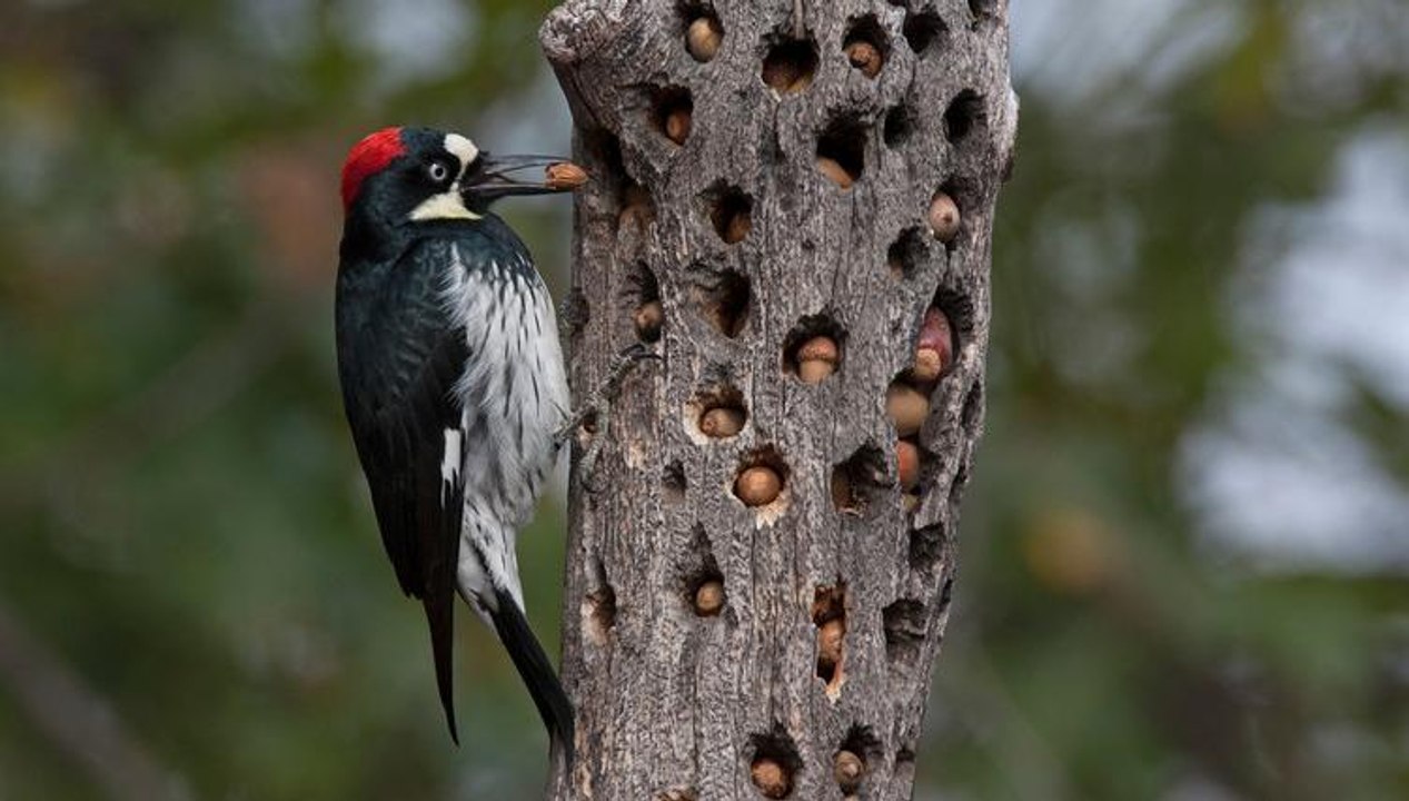 Picamaderos belloteros (Melanerpes formicivorus)