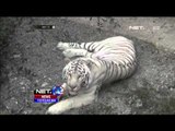 Tiga Bayi Harimau Putih Lahir di Kebun Binatang Yalta - NET 12
