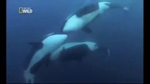 Ataque animal - Orcas os mais temidos predadores - Documentário
