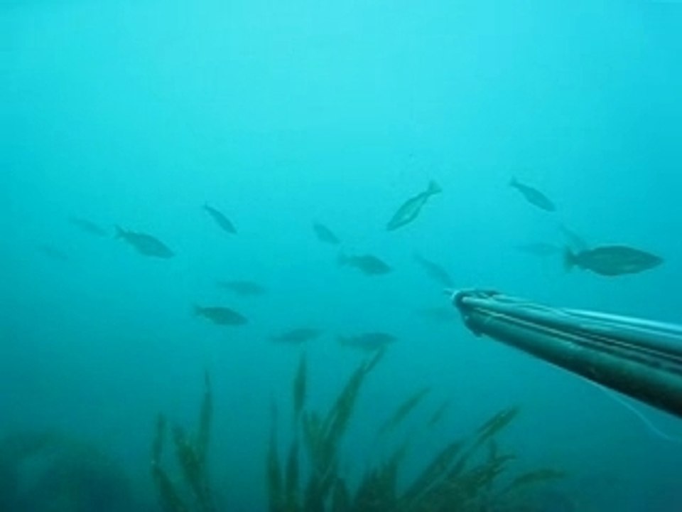 caméra sur fusil