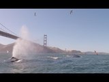 Humpback Whales Spotted in San Francisco