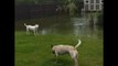 Dogs Make Most of Wet Weather as Florida Floods