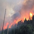 Brian Head Fire Burns Through Parts of National Forest in Utah