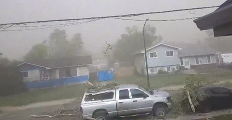 Tree Limbs Rain Down as Violent Windstorm Buffets Red Deer, Alberta