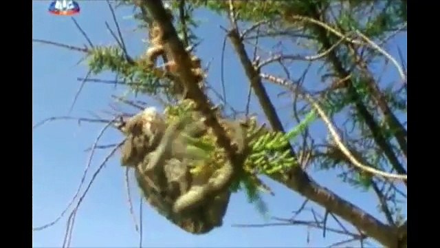 A Praia dos Camaleões - Vida Selvagem - Documentário-dublado