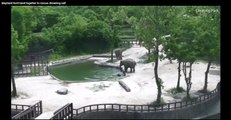 Two Adult Elephants Work Together To Save Young Calf From Drowning