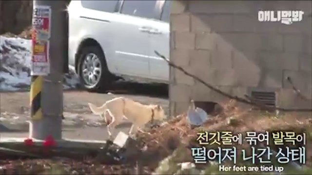 Bị kẻ ác trói hỏng chân, nàng chó vẫn kiên quyết sinh con