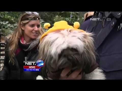 Kostum Halloween Untuk Hewan Peliharaan di Amerika Serikat - NET5