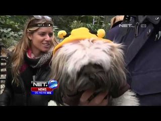 Kostum Halloween Untuk Hewan Peliharaan di Amerika Serikat - NET5