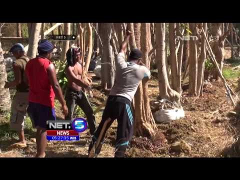 Bisnis Bonsai Raksasa di Sumenep Beromset Puluhan Juta Rupiah - NET5