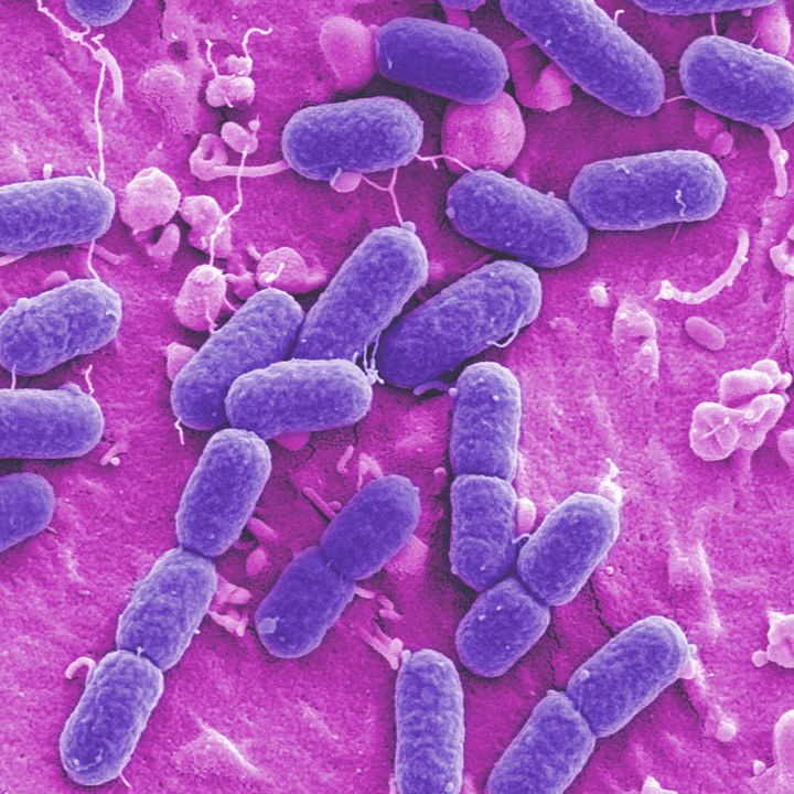 Here’s what happens when decades-old bacteria come back to life [Mic Archives]