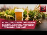 En México la marihuana de uso medicinal ya es legal