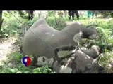 Gajah Tewas Tersengat Listrik Kawat Penghalang - NET24