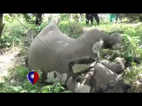 Gajah Tewas Tersengat Listrik Kawat Penghalang - NET24