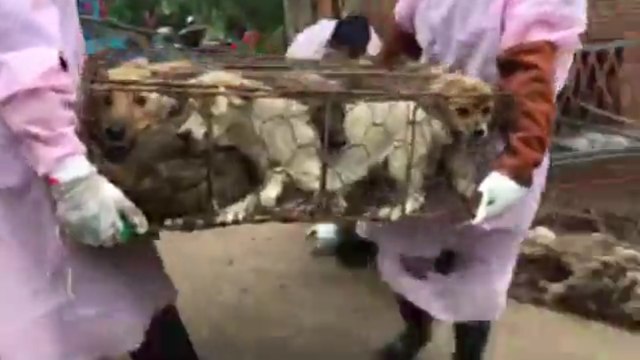 40 cages of dogs reported rescued from canine meat festival in China