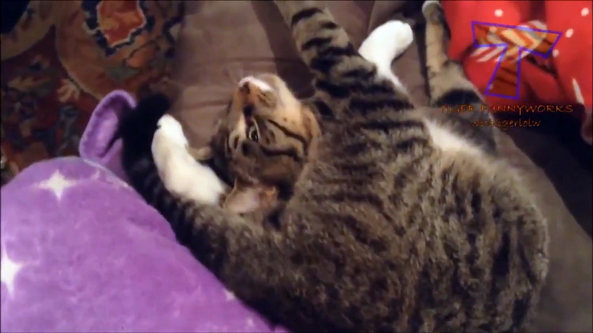cat videos.funny cat videos