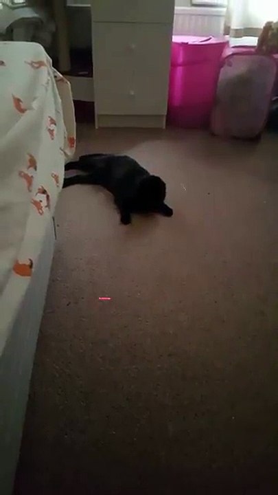 cat vs laser
