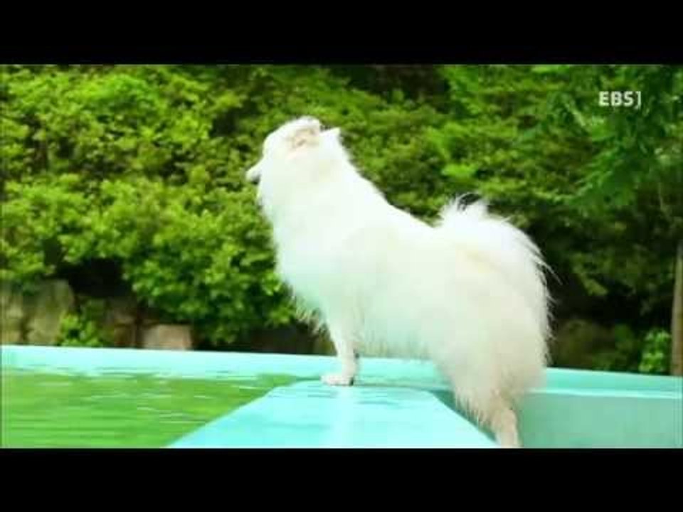 딩동댕유치원 - 꼬마야 꼬마야 도전!, 요술강아지 크레멍-강아지들은 수영을 잘할까?_...