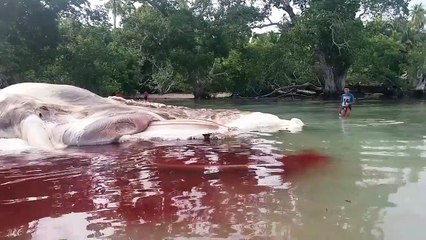 5 Giant Creatures Caught on Camera