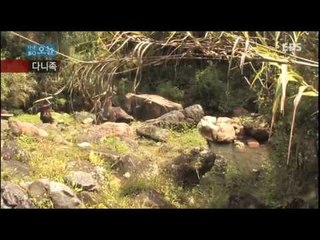 다큐 오늘 - 1부 정글 생활의 달인 다니족 vs 코로와이족_#001