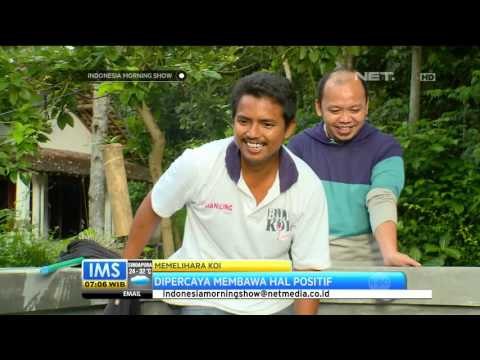 Pemeliharaan Ikan Koi - IMS