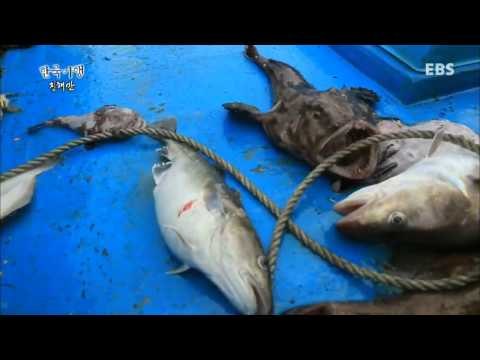 한국기행 - Korea travel_진해만 1부 아귀 출세기_#001