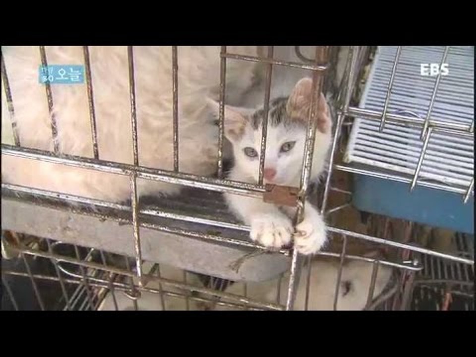 다큐 오늘 - 내 이름은 길고양이