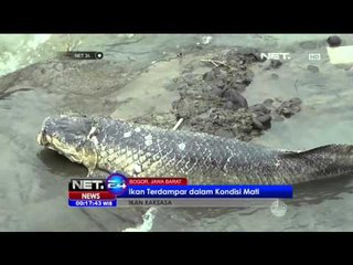 Ikan Raksasa Terdampar di Bogor - NET24