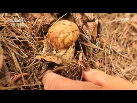 한국기행 - Korea travel_가을 지리산 1부 황금의 산_#001