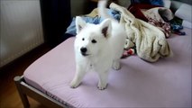 Funny and super cute white swiss shepherd puppy