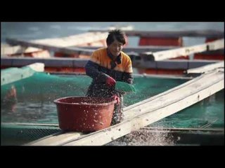 다큐 오늘 - 고등어의 섬, 욕지도