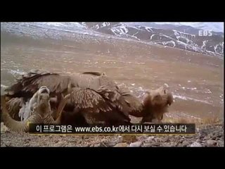 다큐 오늘 - 파미르의 눈표범