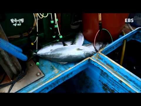 한국기행 - Korea travel_겨울 제주 1부 방어가 몰려온다_#002