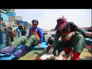 다큐 오늘 - 오징어의 갑, 갑오징어
