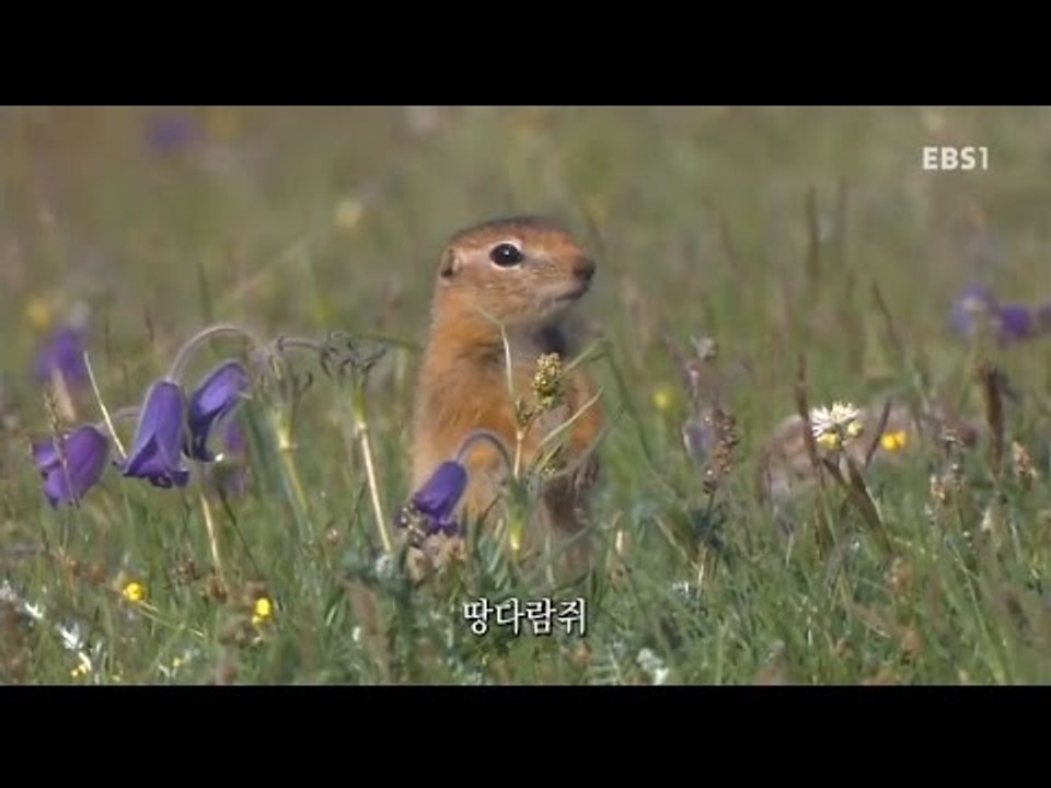 EBS 다큐프라임 - 중앙아시아, 살아남은 야생의 기록 3부 바람의 이야기, 땅의 노...