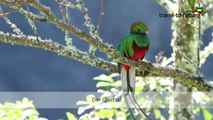 Costa Rica - Der Quetzal-CHsWr2A5G9o