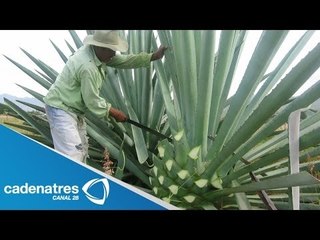 ¿Cómo se elabora el mezcal? / How is mezcal made?