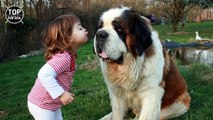 10 Razas De Perros Gigantes Que Son Únicas En El Mundo