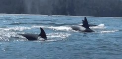 Orca Pod Surprises Washington Paddle-boarders