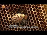 극한직업 - Extreme JOB_양봉장에서 일하는 사람들_#002