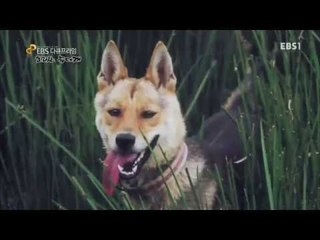 EBS 다큐프라임 - Docuprime_한라산 늑대개_#002