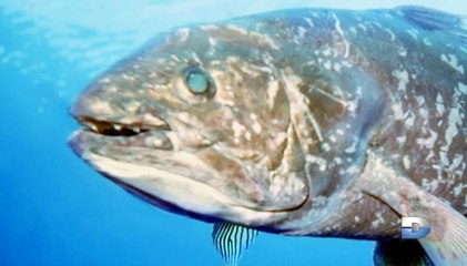 Bizarre ou quoi  [VF] - S01E02 - saison 1 - épisode 02 - (version internationale)