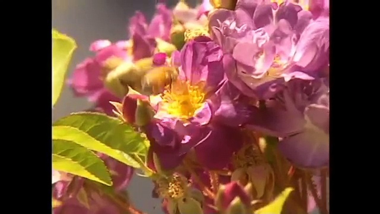 Par par enfants épisode amusement amusement enfants chansons chanté Action |