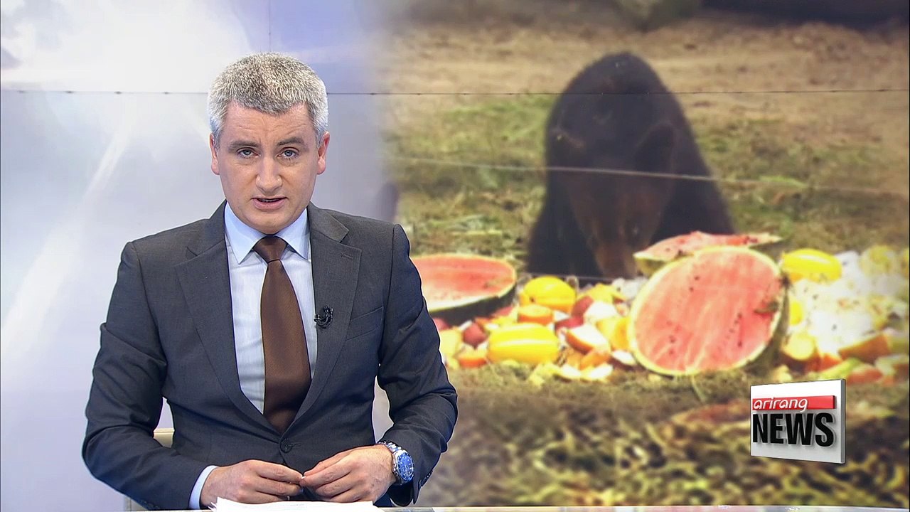 Icy treats help zoo animals cope with heat in Korea