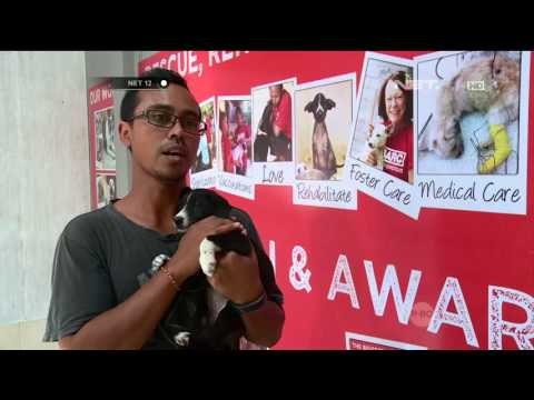 Inspirational People Pelindung Anjing Liar di Bali - NET12