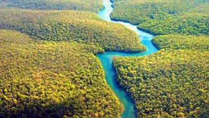 5 ANIMAIS MAIS PERIGOSOS DA AMAZÔNIA