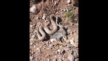 Ce serpent affamé emporte avec lui un gros lapin