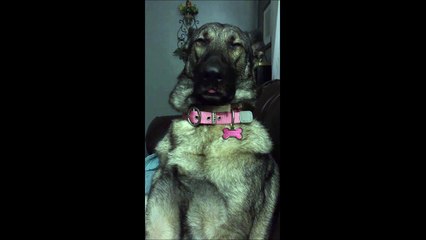 Le chien le plus tranquille au monde... Chillos!